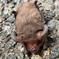 Nyctophilus gouldi at Lorne, NSW - 15 May 2025 03:59 PM