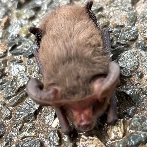 Nyctophilus gouldi at Lorne, NSW - 15 May 2025 03:59 PM