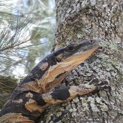 Varanus varius (Lace Monitor) at Ballyroe, NSW - 30 Dec 2017 by TwoRivers