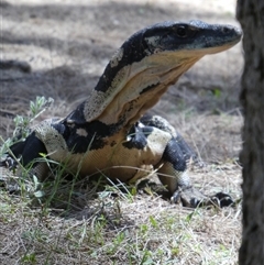 Varanus varius at Ballyroe, NSW - suppressed