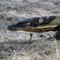 Varanus varius at Ballyroe, NSW - suppressed