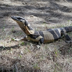 Varanus varius at Ballyroe, NSW - suppressed