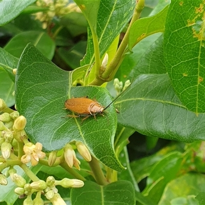 Unverified Cockroach (Blattodea, several families) by MazzV