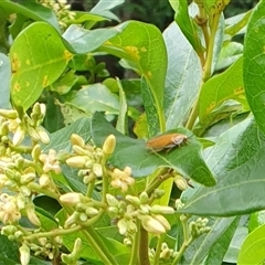 Ellipsidion humerale at suppressed - suppressed
