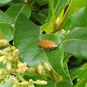 Ellipsidion humerale at suppressed - suppressed