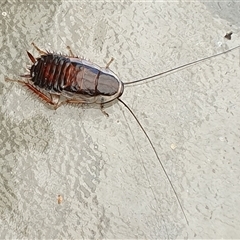 Unverified Cockroach (Blattodea, several families) by MazzV
