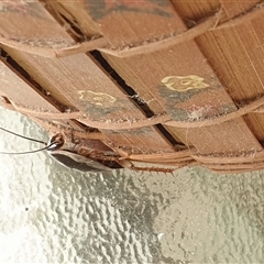 Drymaplaneta communis at suppressed - suppressed