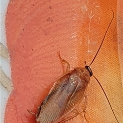 Ectobiidae (family) at suppressed - suppressed