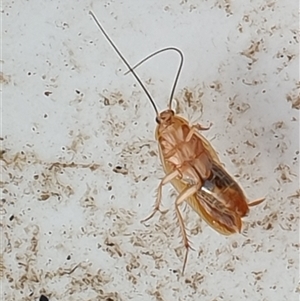 Ectobiidae (family) at suppressed - suppressed