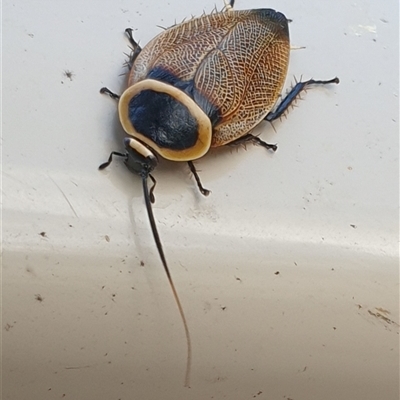 Ellipsidion australe (Austral Ellipsidion cockroach) at Copmanhurst, NSW - 1 Feb 2025 by MazzV