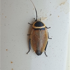 Ellipsidion australe at suppressed - suppressed