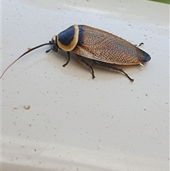 Ellipsidion australe at Copmanhurst, NSW - suppressed