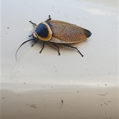 Ellipsidion australe at suppressed - suppressed