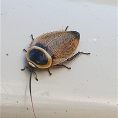 Ellipsidion australe at suppressed - suppressed