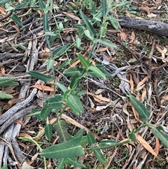 Araujia sericifera (Moth Plant) at Campbell, ACT - Today by SilkeSma