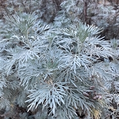 Artemisia arborescens (Tree Wormwood) at Campbell, ACT - Today by SilkeSma