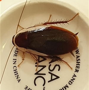 Unverified Cockroach (Blattodea, several families) by MazzV