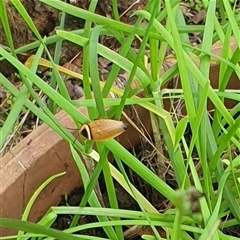 Ellipsidion australe at Copmanhurst, NSW - suppressed