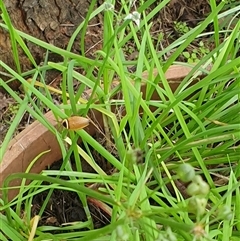 Ellipsidion australe at Copmanhurst, NSW - suppressed
