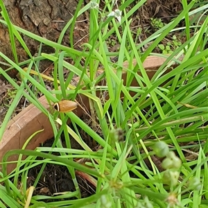 Ellipsidion australe at Copmanhurst, NSW - suppressed