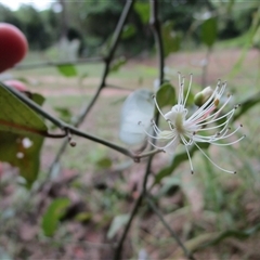 Capparis sepiaria (bumble or wild orange (indigenous caper)) at Cooya Beach, QLD - 20 Feb 2023 by JasonPStewartNMsnc2016