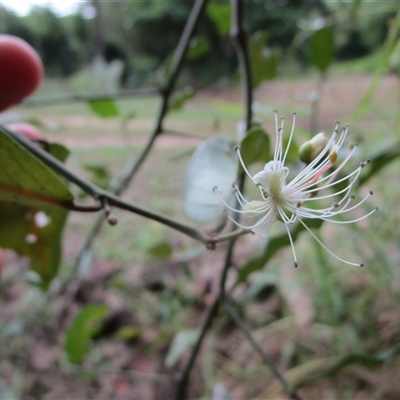 Capparis sepiaria (bumble or wild orange (indigenous caper)) at Cooya Beach, QLD - 20 Feb 2023 by JasonPStewartNMsnc2016