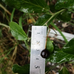 Capparis sepiaria at Cooya Beach, QLD - suppressed