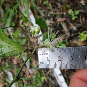 Capparis sepiaria at Cooya Beach, QLD - suppressed