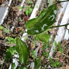 Capparis sepiaria at Cooya Beach, QLD - suppressed
