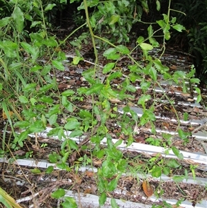Capparis sepiaria at Cooya Beach, QLD - suppressed
