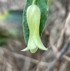 Billardiera sp. at Laguna, NSW - 11 Aug 2024 by Wirrimbirra