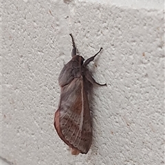 Oxycanus dirempta (Variable Oxycanus) at Lyons, ACT - 15 May 2025 by GirtsO