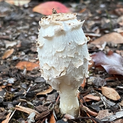 Coprinus comatus by SteveBorkowskis