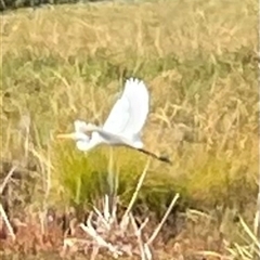 Ardea alba (Great Egret) at Dunlop, ACT - 15 May 2025 by Jennybach