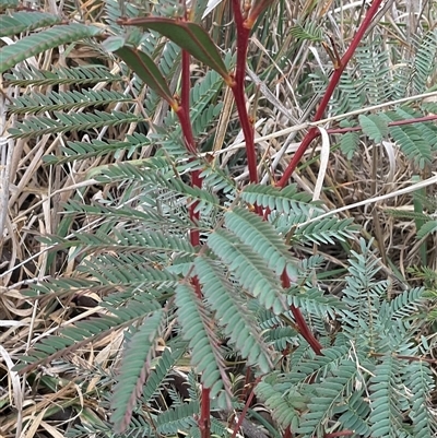 Acacia rubida (Red-stemmed Wattle, Red-leaved Wattle) at Macgregor, ACT - 15 May 2025 by Jennybach