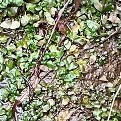 Ludwigia peploides subsp. montevidensis (Water Primrose) at Dunlop, ACT - 15 May 2025 by Jennybach