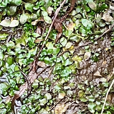Ludwigia peploides subsp. montevidensis (Water Primrose) at Dunlop, ACT - 15 May 2025 by Jennybach