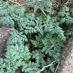 Conium maculatum (Hemlock) at Dunlop, ACT - 15 May 2025 by Jennybach