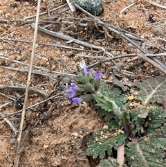 Salvia verbenaca var. verbenaca (Wild Sage) at Macgregor, ACT - 15 May 2025 by Jennybach