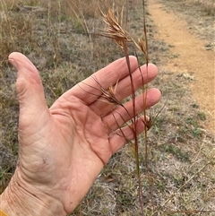 Themeda triandra (Kangaroo Grass) at Macgregor, ACT - 15 May 2025 by Jennybach