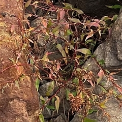 Persicaria sp. (Knotweed) at Macgregor, ACT - 15 May 2025 by Jennybach