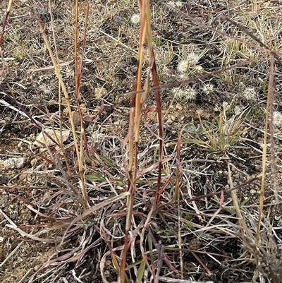 Bothriochloa macra (Red Grass, Red-leg Grass) at Macgregor, ACT - 15 May 2025 by Jennybach
