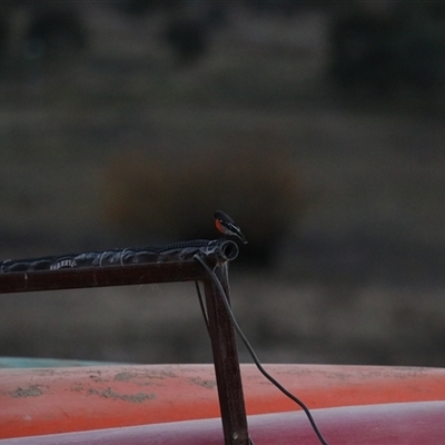 Petroica phoenicea (Flame Robin) at Jindabyne, NSW - 15 May 2025 by MandyandScott