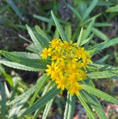Senecio linearifolius var. arachnoideus (Cobweb Fireweed Groundsel) at Nelson, NSW - 15 May 2025 by KylieB