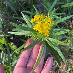 Senecio linearifolius var. arachnoideus at Nelson, NSW - 15 May 2025 03:13 PM