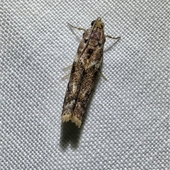 Ephestiopsis oenobarella at Arakoon, NSW - 7 May 2025 09:02 PM