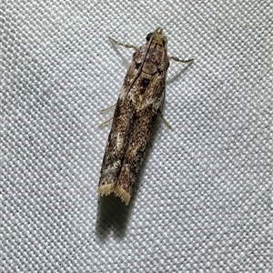 Ephestiopsis oenobarella at Arakoon, NSW - 7 May 2025 09:02 PM