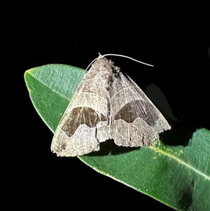 Dysgonia solomonensis at suppressed - suppressed