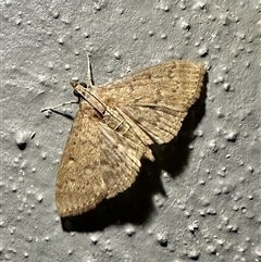 Herpetogramma licarsisalis (Sod Webworm) at Arakoon, NSW - 8 May 2025 by Pirom