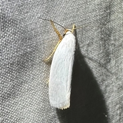Xylorycta luteotactella (A Gelechioid moth) at Arakoon, NSW - 8 May 2025 by Pirom
